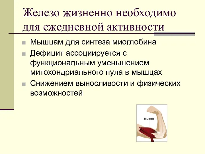 Железо жизненно необходимо для ежедневной активности Мышцам для синтеза миоглобина