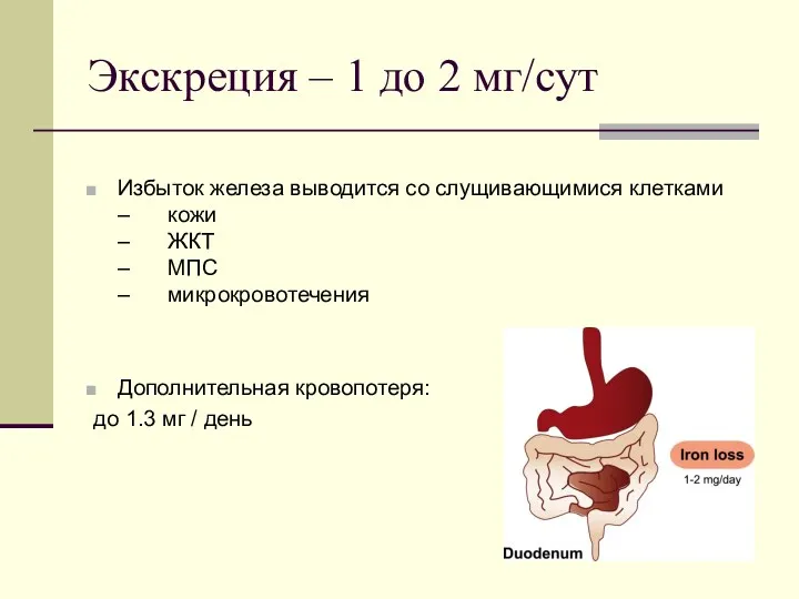 Экскреция – 1 до 2 мг/сут Избыток железа выводится со