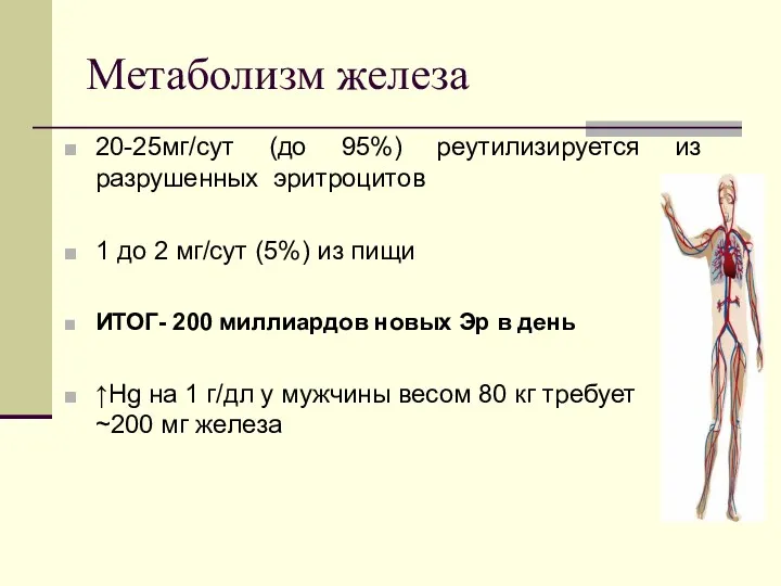 Метаболизм железа 20-25мг/сут (до 95%) реутилизируется из разрушенных эритроцитов 1