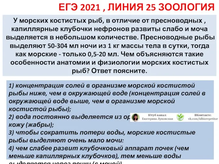 У морских костистых рыб, в отличие от пресноводных , капиллярные клубочки нефронов развиты