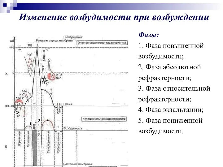 Изменение возбудимости при возбуждении Фазы: 1. Фаза повышенной возбудимости; 2.