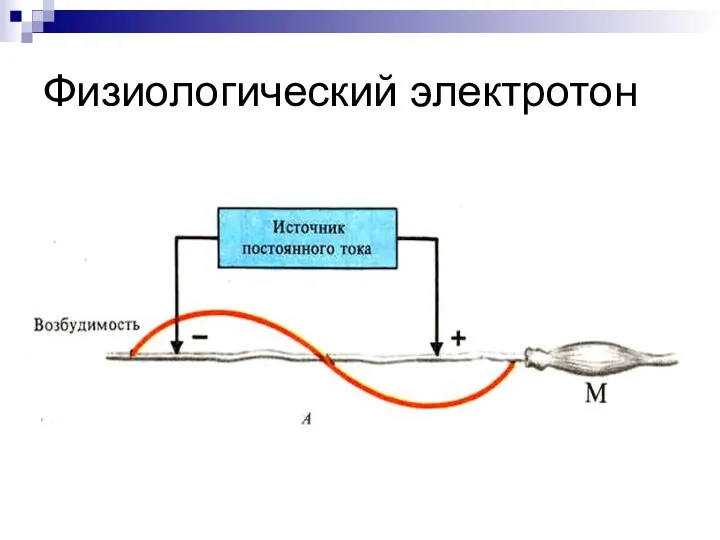 Физиологический электротон