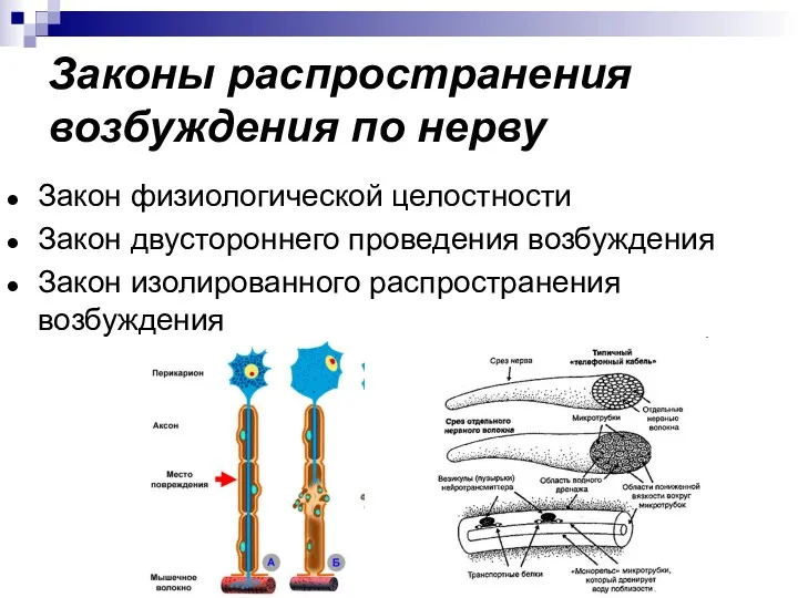 Законы распространения возбуждения по нерву Закон физиологической целостности Закон двустороннего проведения возбуждения Закон изолированного распространения возбуждения