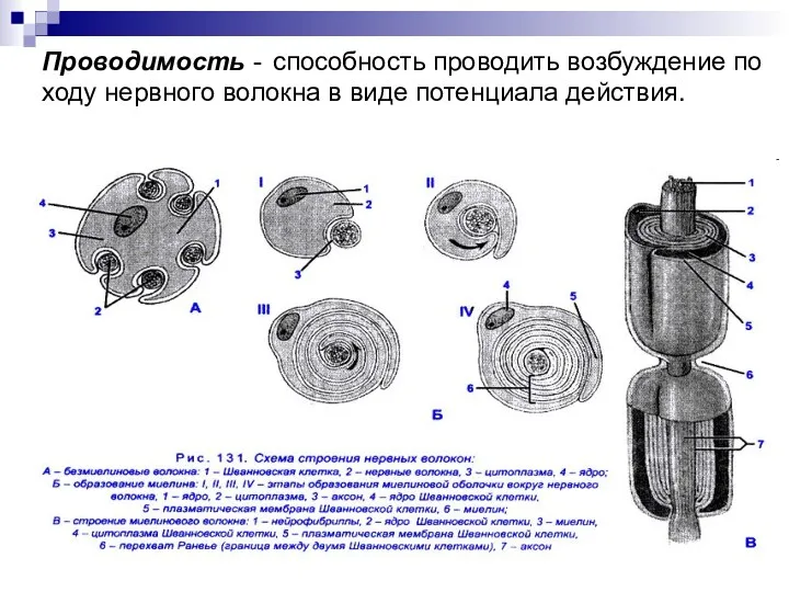 Проводимость - способность проводить возбуждение по ходу нервного волокна в виде потенциала действия.
