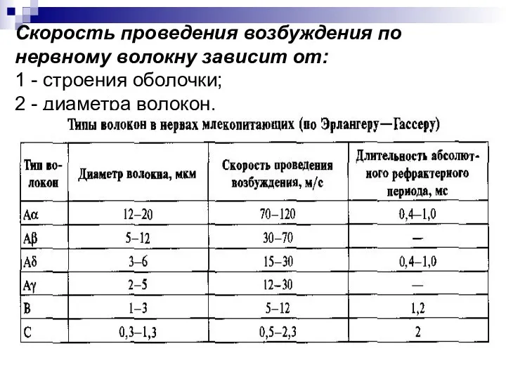 Скорость проведения возбуждения по нервному волокну зависит от: 1 - строения оболочки; 2 - диаметра волокон.