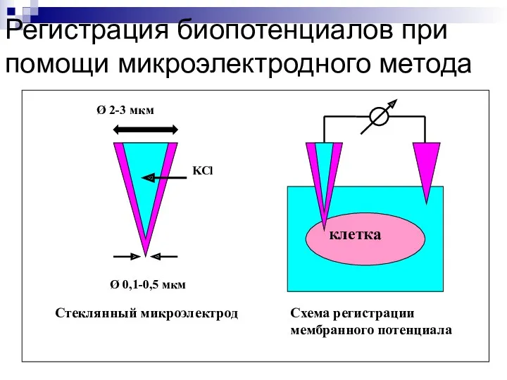 Регистрация биопотенциалов при помощи микроэлектродного метода Стеклянный микроэлектрод Схема регистрации мембранного потенциала