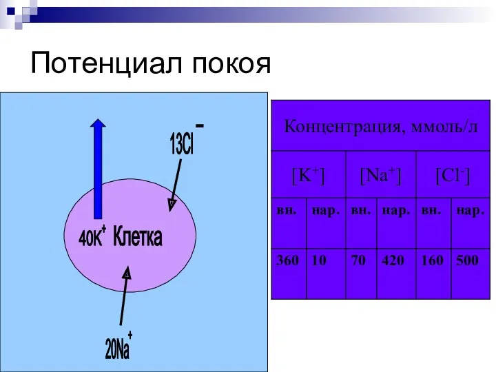 Потенциал покоя