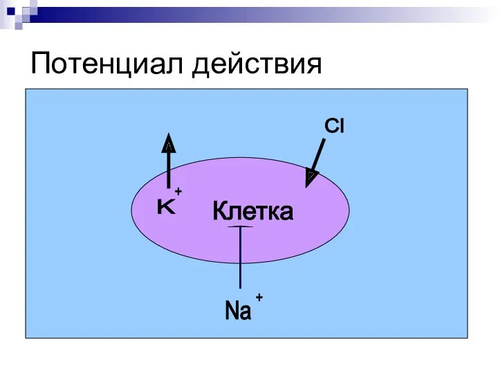 Потенциал действия