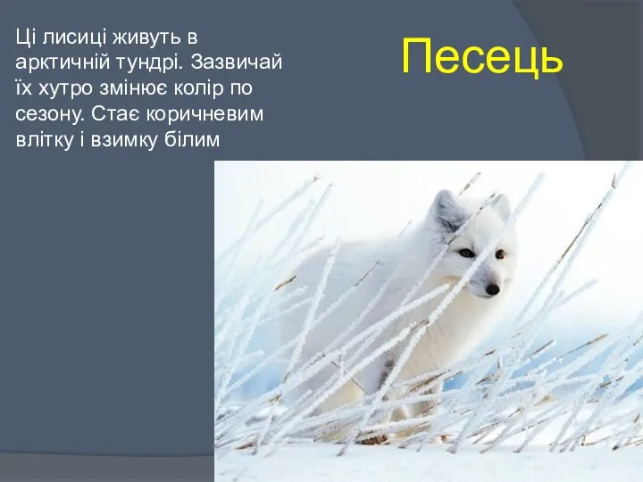 Песець Ці лисиці живуть в арктичній тундрі. Зазвичай їх хутро