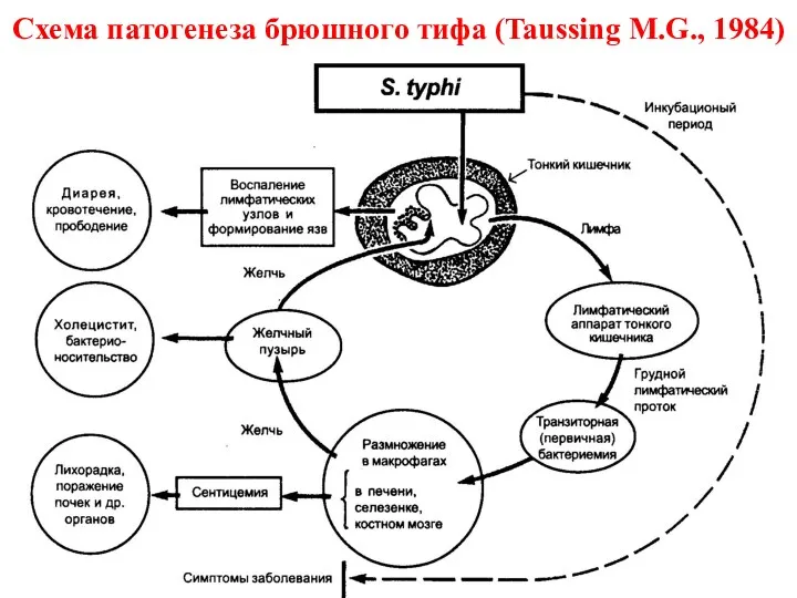 Схема патогенеза брюшного тифа (Taussing M.G., 1984)