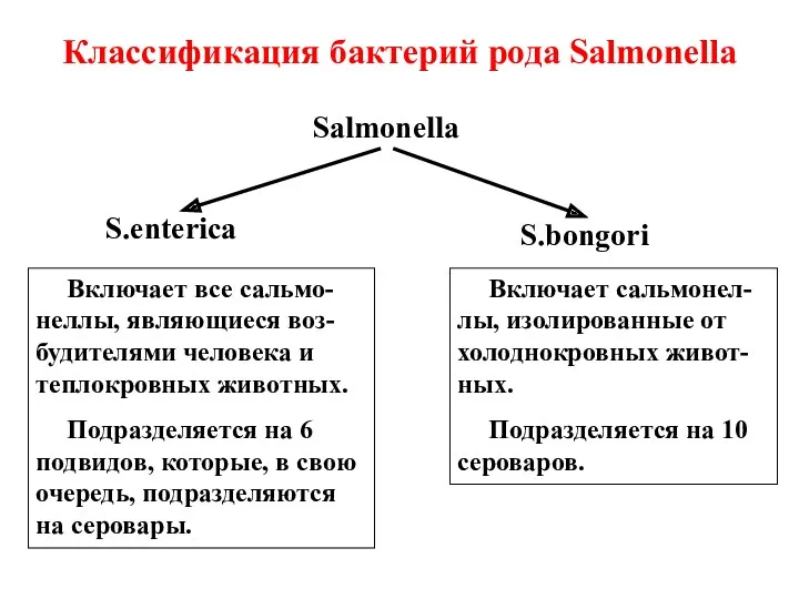 Классификация бактерий рода Salmonella Salmonella S.enterica S.bongori Включает все сальмо-неллы,