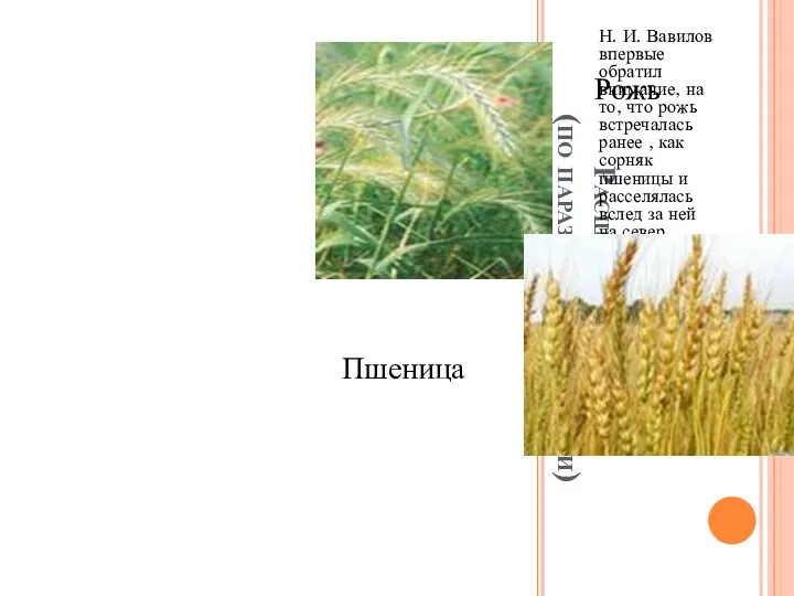Расширение ареала (по паразитическому пути) Н. И. Вавилов впервые обратил