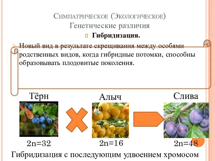 Симпатрическое (Экологическое) Генетические различия Гибридизация. Новый вид в результате скрещивания