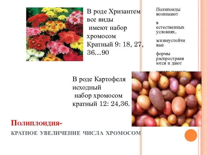 Полиплоидия- кратное увеличение числа хромосом Полипоиды возникают в естественных условиях,