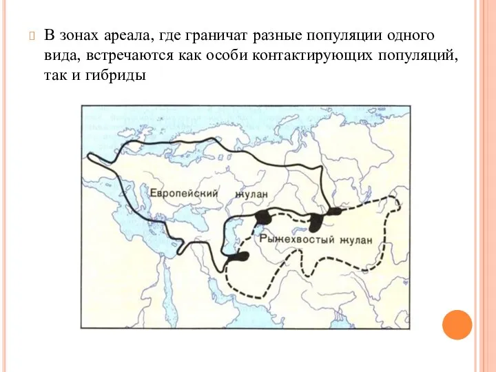 В зонах ареала, где граничат разные популяции одного вида, встречаются