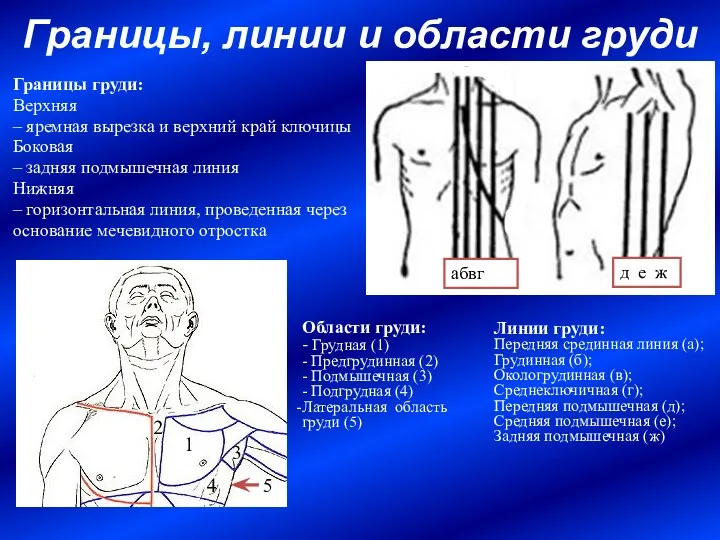 Границы, линии и области груди Границы груди: Верхняя – яремная