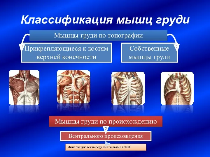 Классификация мышц груди Прикрепляющиеся к костям верхней конечности Собственные мышцы