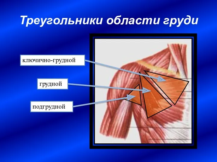 Треугольники области груди подгрудной грудной ключично-грудной