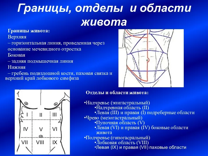 Границы, отделы и области живота Отделы и области живота: Надчревье