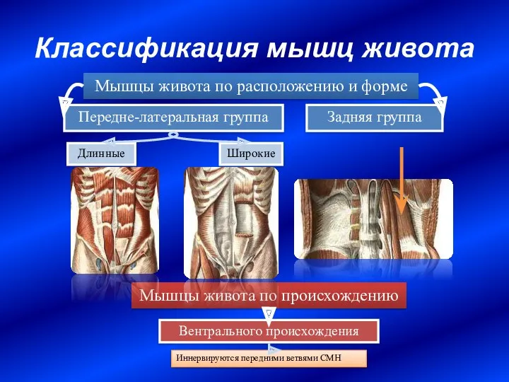 Классификация мышц живота Передне-латеральная группа Задняя группа Мышцы живота по
