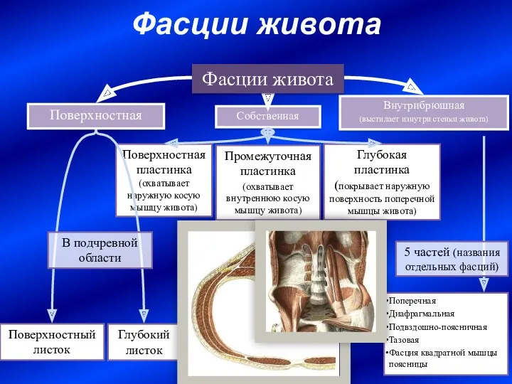 Фасции живота Поверхностная Собственная Поверхностная пластинка (охватывает наружную косую мышцу