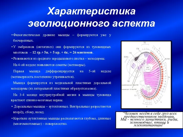 Характеристика эволюционного аспекта Филогенетически древние мышцы – формируются уже у