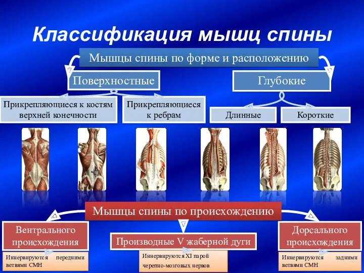 Классификация мышц спины Поверхностные Глубокие Мышцы спины по форме и