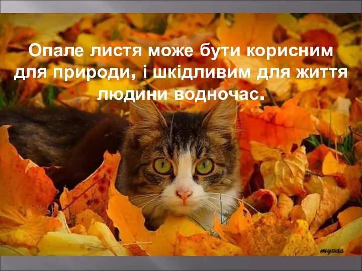 Опале листя може бути корисним для природи, і шкідливим для життя людини водночас.