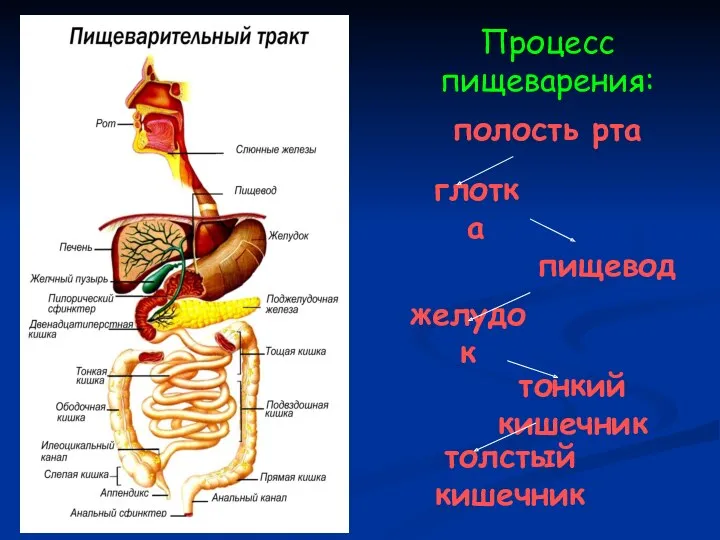Процесс пищеварения: полость рта глотка пищевод желудок тонкий кишечник толстый кишечник