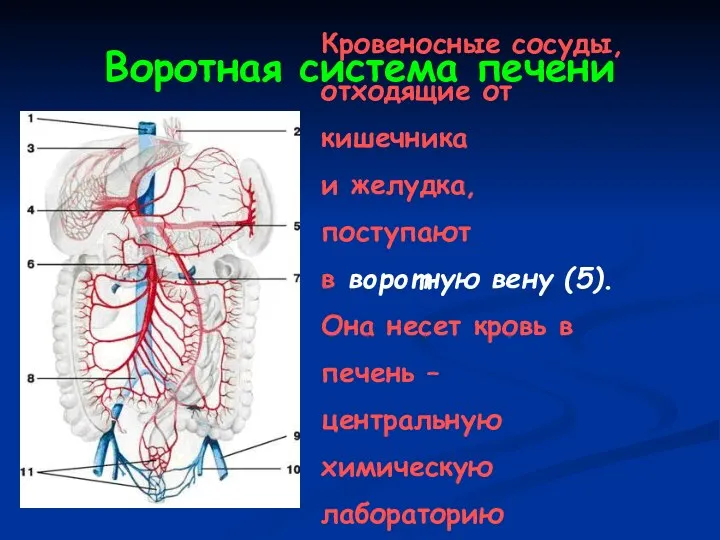 Воротная система печени Кровеносные сосуды, отходящие от кишечника и желудка,