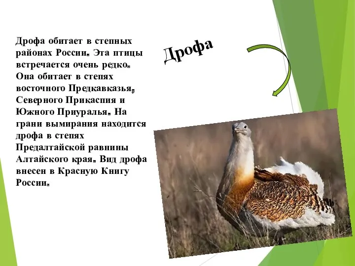 Дрофа обитает в степных районах России. Эта птицы встречается очень