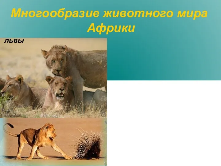 Многообразие животного мира Африки львы пантера