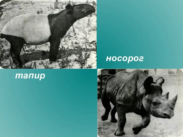 тапир носорог
