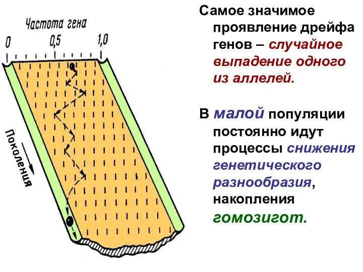 Самое значимое проявление дрейфа генов – случайное выпадение одного из