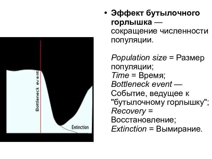 Эффект бутылочного горлышка — сокращение численности популяции. Population size =