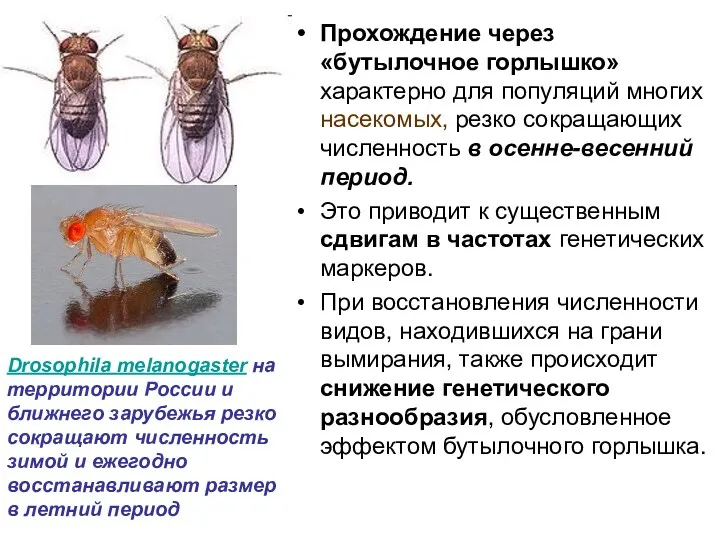 Прохождение через «бутылочное горлышко» характерно для популяций многих насекомых, резко