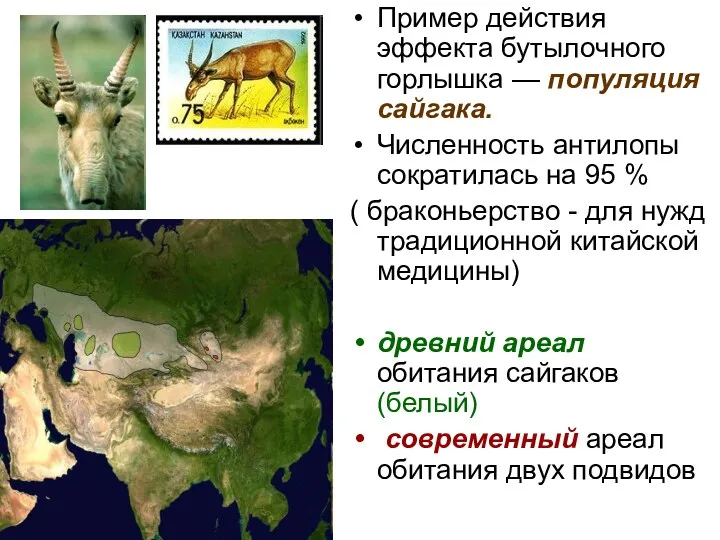 Пример действия эффекта бутылочного горлышка — популяция сайгака. Численность антилопы