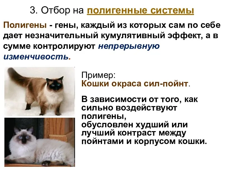 Пример: Кошки окраса сил-пойнт. В зависимости от того, как сильно
