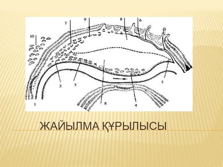 ЖАЙЫЛМА ҚҰРЫЛЫСЫ