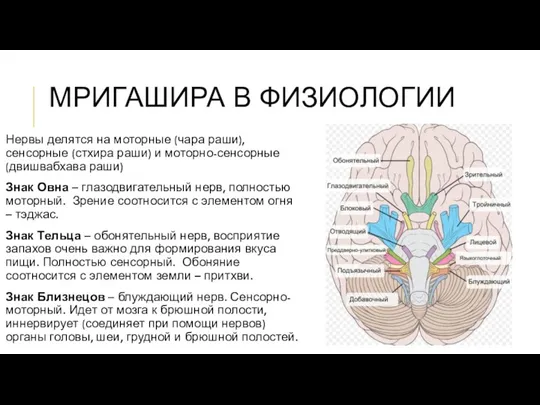 МРИГАШИРА В ФИЗИОЛОГИИ Нервы делятся на моторные (чара раши), сенсорные