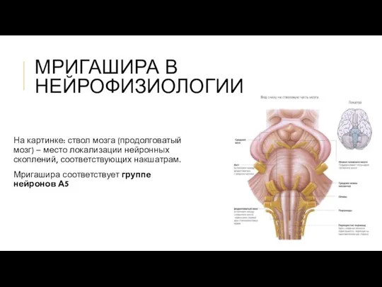 МРИГАШИРА В НЕЙРОФИЗИОЛОГИИ На картинке: ствол мозга (продолговатый мозг) –