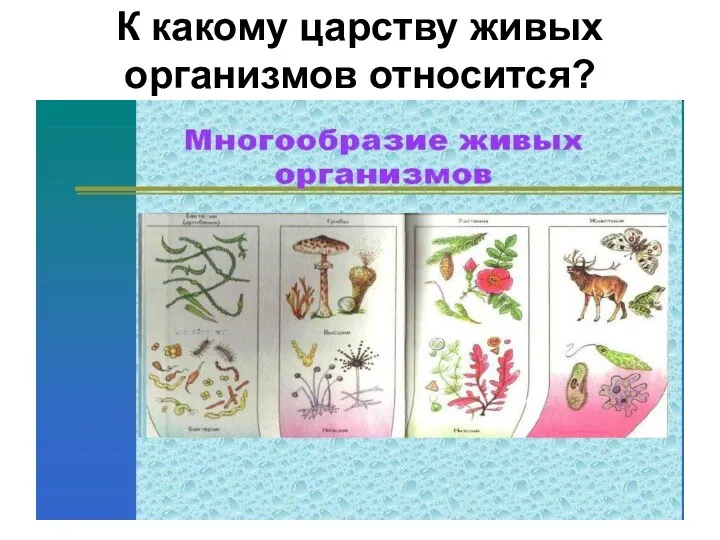 К какому царству живых организмов относится?