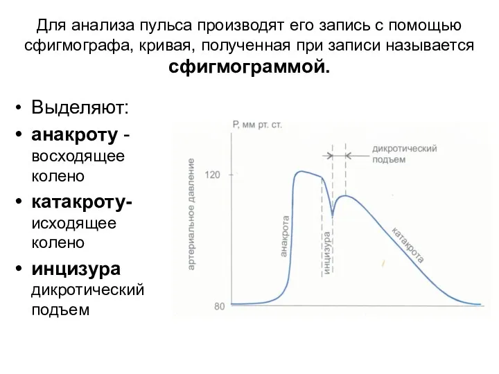 Для анализа пульса производят его запись с помощью сфигмографа, кривая, полученная при записи