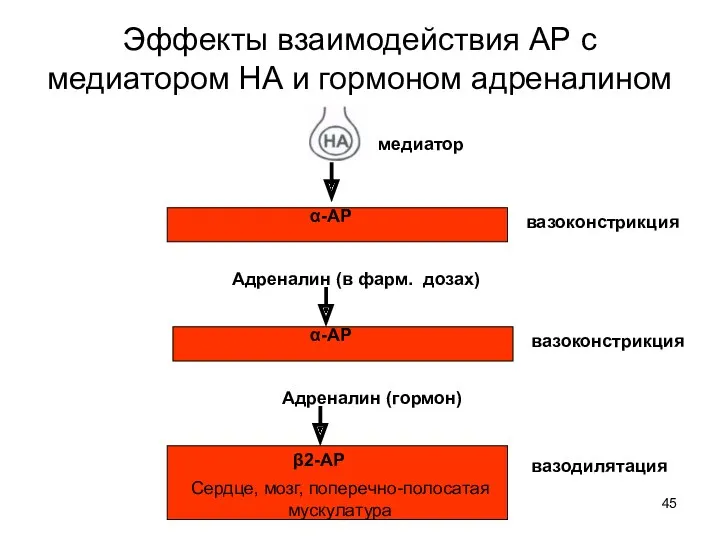 Эффекты взаимодействия АР с медиатором НА и гормоном адреналином α-АР α-АР β2-АР Адреналин