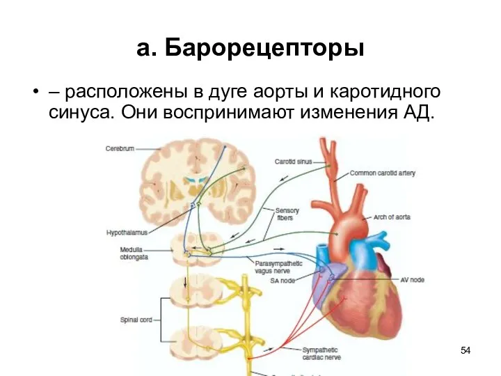 а. Барорецепторы – расположены в дуге аорты и каротидного синуса. Они воспринимают изменения АД.