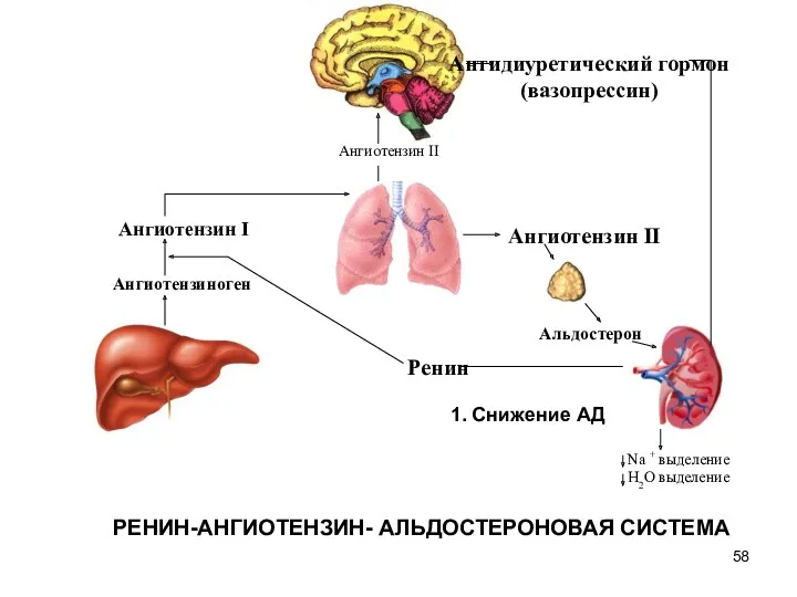 РЕНИН-АНГИОТЕНЗИН- АЛЬДОСТЕРОНОВАЯ СИСТЕМА 1. Снижение АД