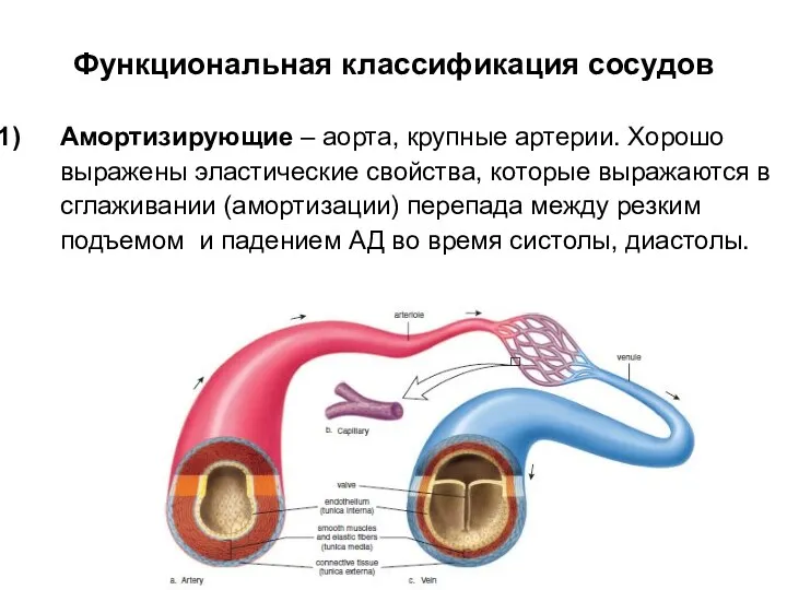 Функциональная классификация сосудов Амортизирующие – аорта, крупные артерии. Хорошо выражены эластические свойства, которые