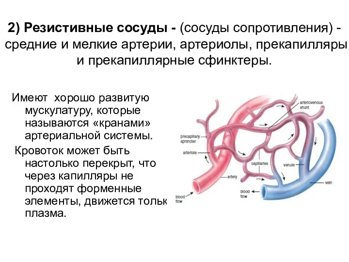 2) Резистивные сосуды - (сосуды сопротивления) - средние и мелкие артерии, артериолы, прекапилляры