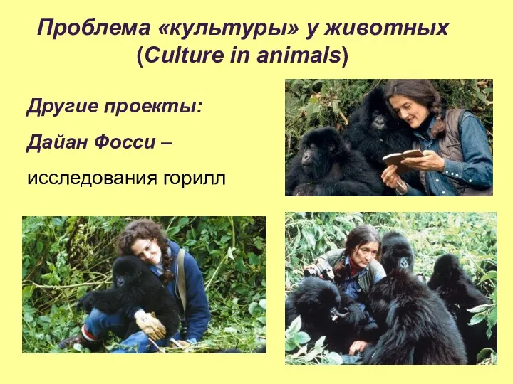 Проблема «культуры» у животных (Сulture in animals) Другие проекты: Дайан Фосси – исследования горилл