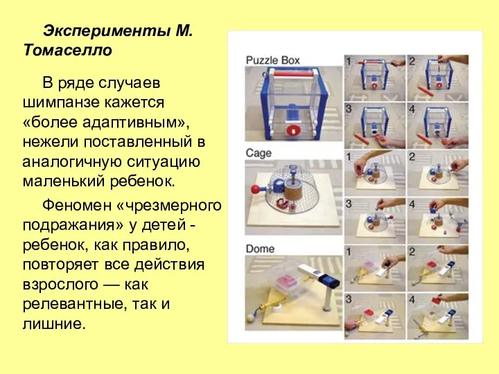 Эксперименты М.Томаселло В ряде случаев шимпанзе кажется «более адаптивным», нежели